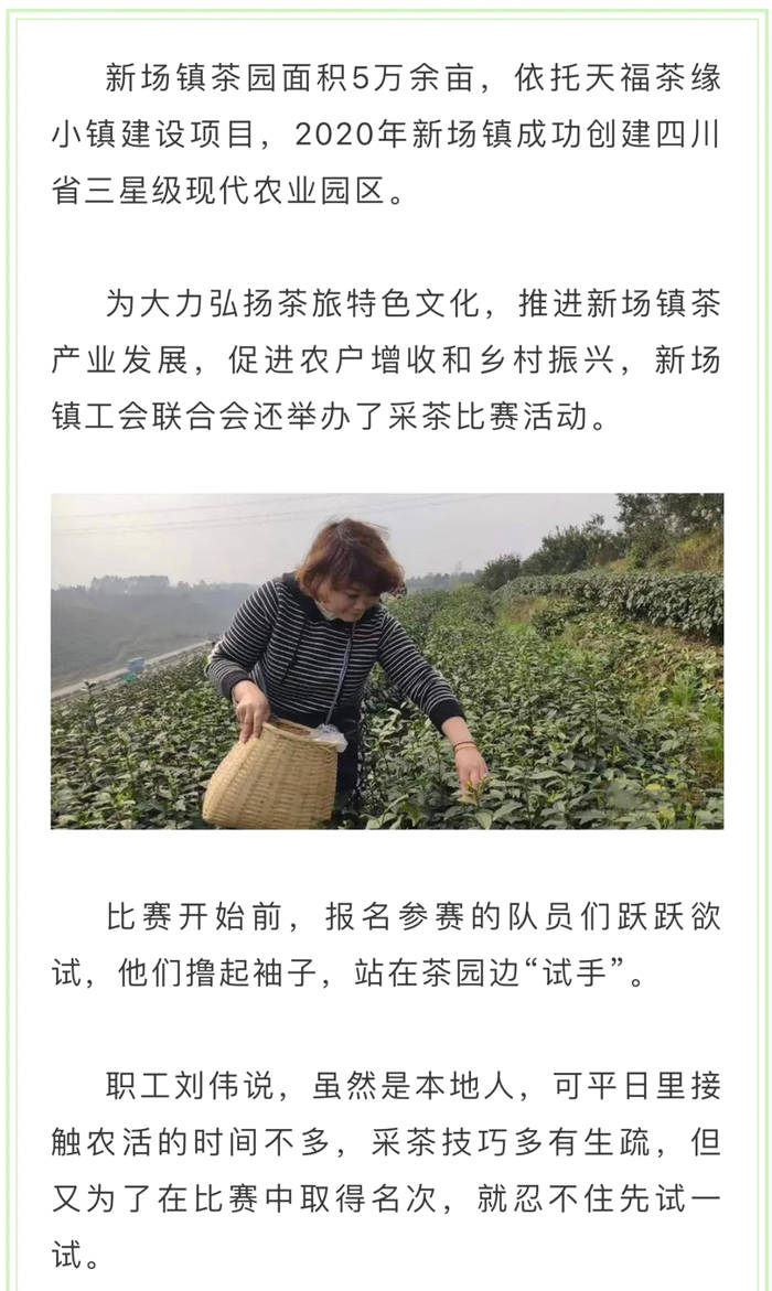 关于夹江​新场镇：植树植出新希望 采茶助力农民增收的资讯(3)
