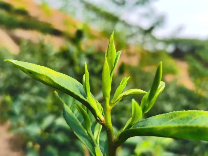 关于横县那阳镇政华村茶叶种植合作春茶采摘时!的最新信息(2)