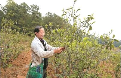 关于镇沅县按板镇发展茶产业  擦亮“老乌山”茶叶金字招牌的热门消息