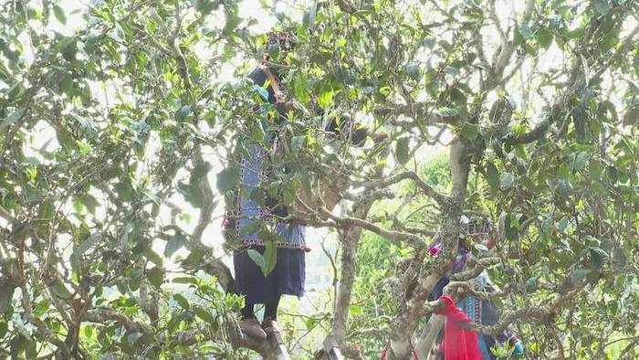 有关于墨江米地古树茶开采 拍卖所得28万元全部捐赠的最新信息(9)