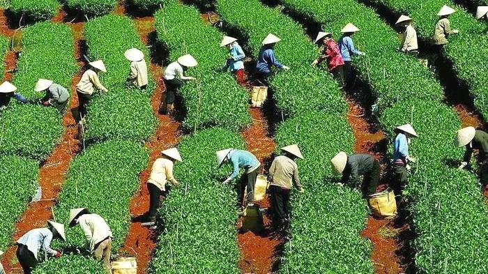 有关于恩施春茶价格攀高，鲜叶每斤卖到100元！的新闻(3)