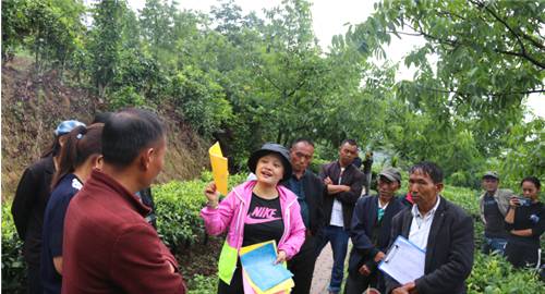 关于凤庆县小湾镇：突出“三个一千”行动 为广大茶农解决病虫害防治难题的热门消息(1)