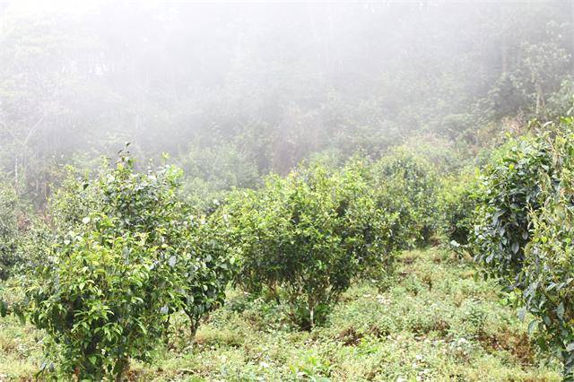 有关于华中科技大学 助力临翔茶产业高质量跨越发展的热门消息