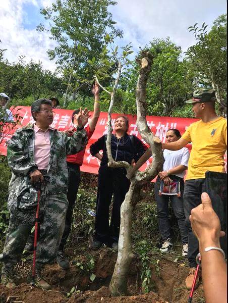 关于茶叶所专家到古老茶区开展衰老茶树救治技术服务的热门新闻