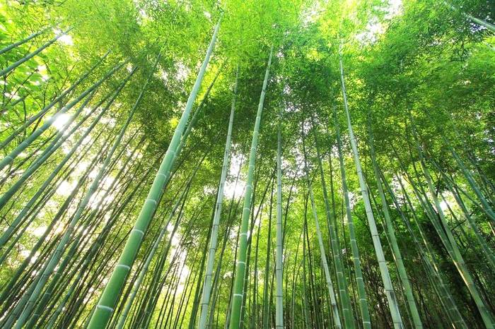 关于河南省光山县全国有机农产品（茶）基地：茶园到茶杯，皆为这一品的热门新闻(4)