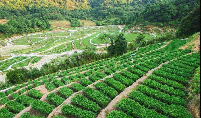 有关于我国白茶步入高速发展期:品牌驱动消费,拓展全国市场的信息