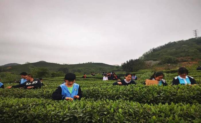 有关于亲近自然、拥抱茶园|“林城苗苗+茶叶研究所”茶研学进行时的最新资讯(4)