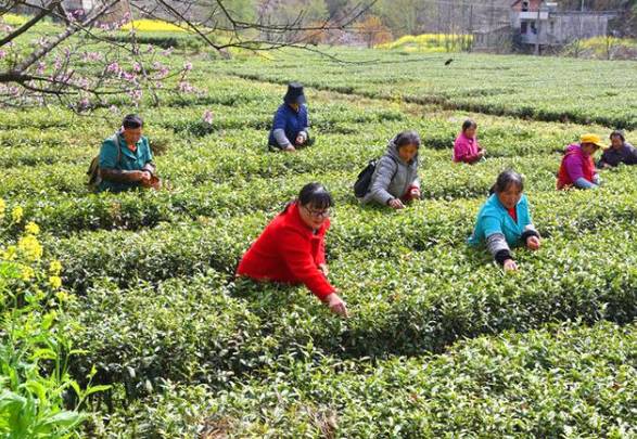 关于陕西汉中:春茶采摘正当时,不负春光不负民的最新信息(3)