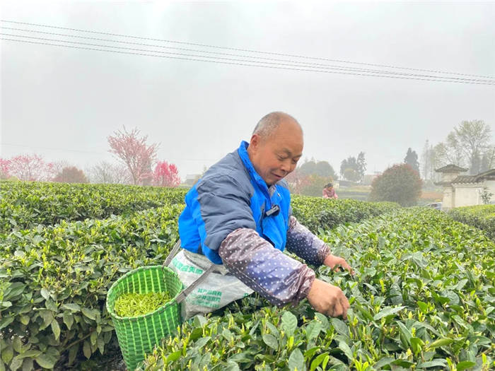 有关于雅安海棠村：穿越茶乡古镇 追逐大地掌纹的消息(1)