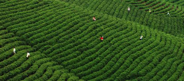 有关于2021年信阳毛尖春茶进入全面开采期 生产大幕被正式拉开的资讯(1)