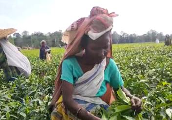 关于疫情和干旱重创 印度茶叶减产至少6000万公斤的消息