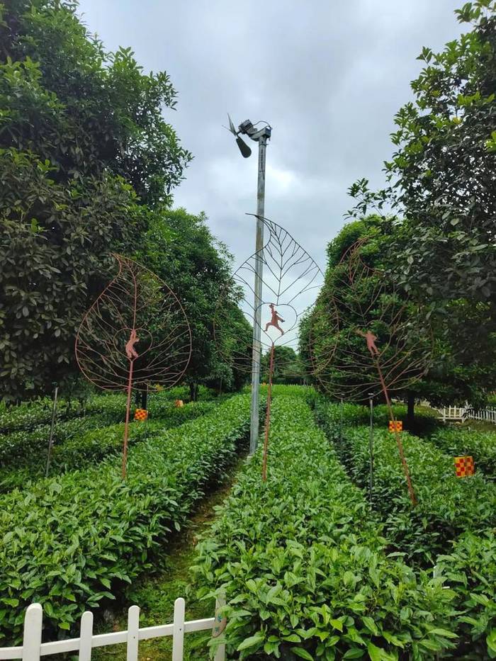 关于现代茶产业如何做强做大？福鼎赴雅安考察取经的资讯(4)