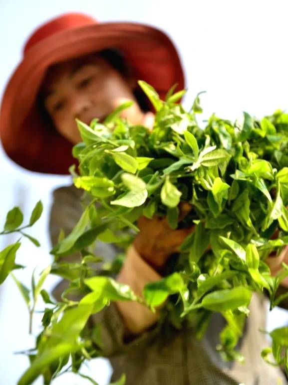 有关于春茶,一场春天里的盛事 勐海县80余万亩春茶陆续开采啦!的消息(6)