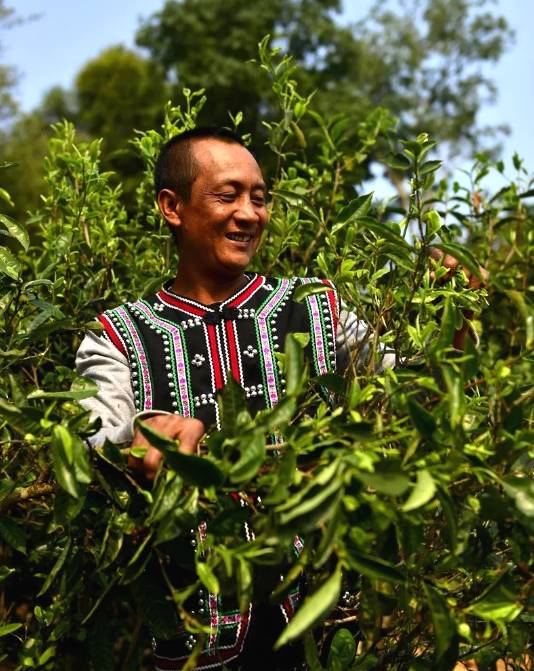 有关于春茶,一场春天里的盛事 勐海县80余万亩春茶陆续开采啦!的消息(7)