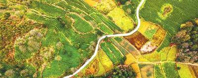 有关于读报纸，知黔茶 看今春贵州茶产业致富之路的热门新闻(1)