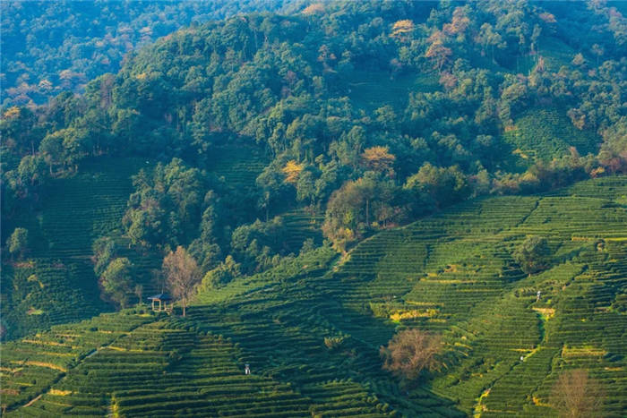 有关于西湖龙井春茶3月12日正式开采，购买一定要认准这个的资讯(5)