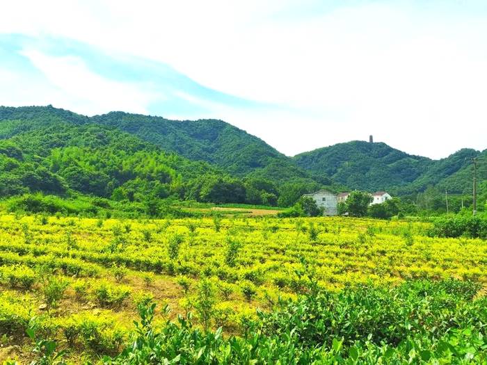 有关于发展绿色茶园,建设美丽茶乡,助推乡村振兴的信息(2)