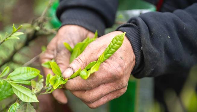 有关于安化春茶进入采摘期 2020年产值达230亿元的资讯(4)