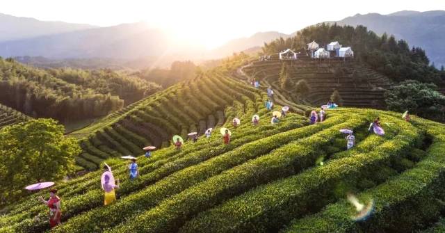 关于品牌整合不是“1＋1”，浙江茶叶进入新一轮品牌升级战的最新信息