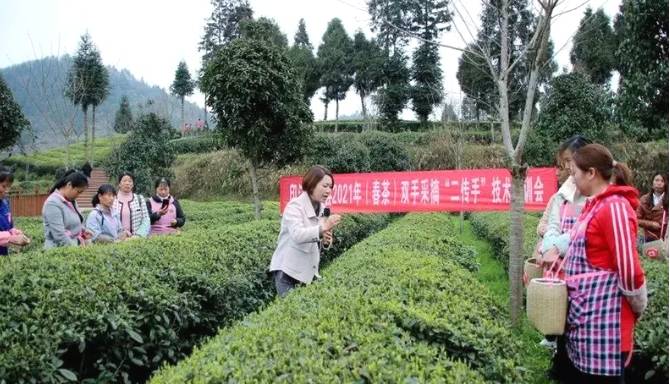 有关于梵净茶缘“高手”齐聚,印江上演茶艺大比拼的最新资讯(2)