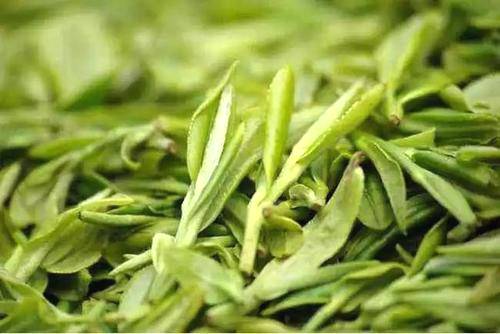 关于杭州拟为保护西湖龙井茶立法，违规使用专用标识最高罚五万的热门信息