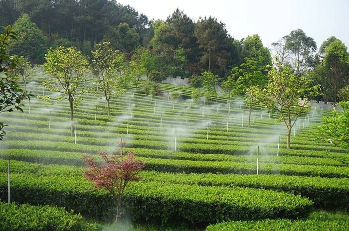 关于乌蒙山中大雁岭 七仙湖畔早白尖——四川高县农商银行服务茶农添茶香 乡村振兴再提速的热门资讯(2)