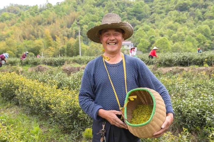 关于霍山县：一茶一产业 霍山黄芽地理标志 保护工程显成效的最新信息(5)