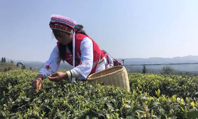 有关于水城区开展2021年全省采茶技能竞赛选拔赛的最新信息(2)