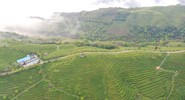 关于福鼎佳阳畲族乡 茶产业是当地乡村振兴的支柱产业的新闻(1)