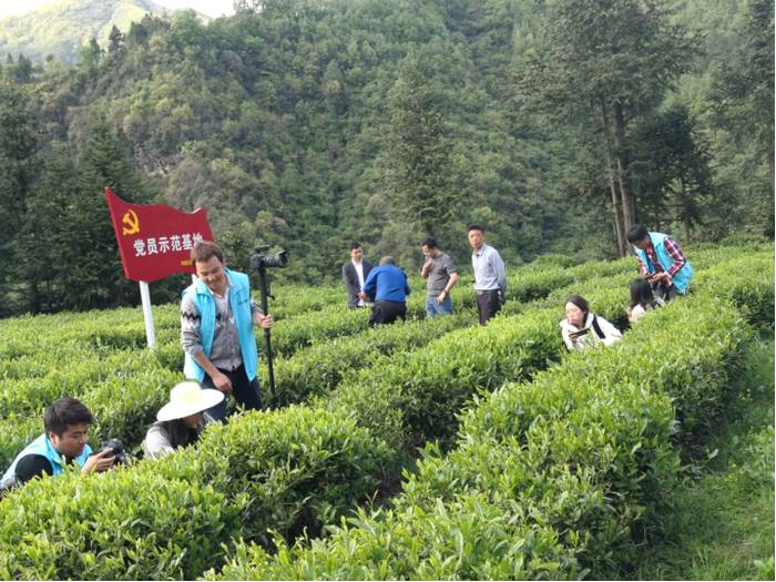 关于百年党旗红 万顷茶山青 ——镇巴茶业百年变化图示的资讯(11)