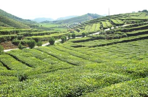 有关于学党史 办实事 科技特派员助力泰顺县茶产业发展的热门资讯