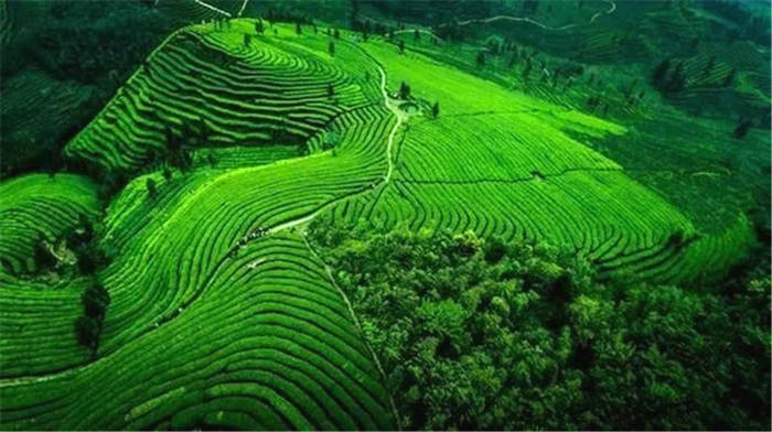 有关于四川精制川茶产业瞄准千亿 着力推动全产业链发展的新闻(1)