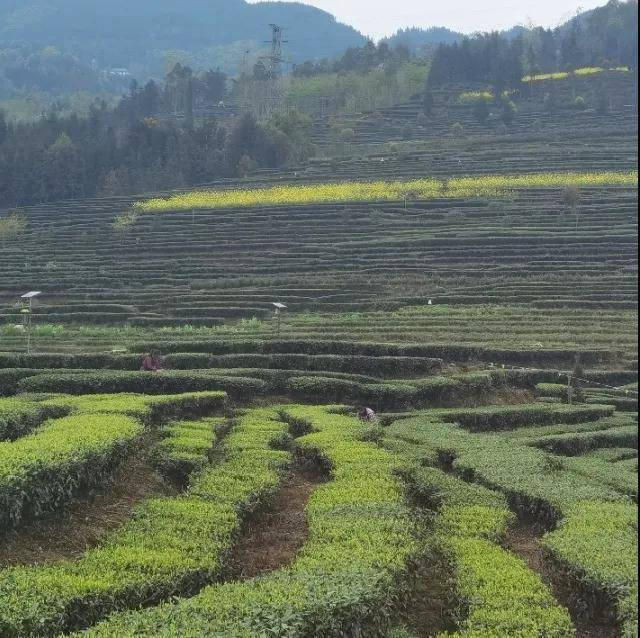 有关于乐山沐川舟坝农民丰收：“茶路”越走越宽的热门新闻(1)