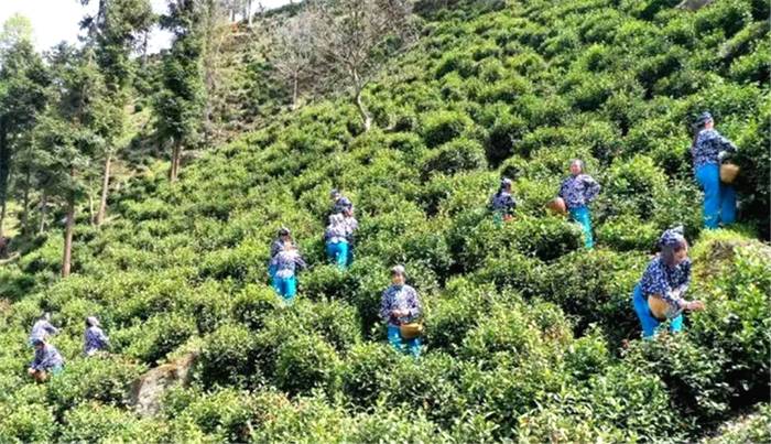 关于“2020中国茶叶出口发展趋势”“古茶首届春茶开采”“白茶涨势明了”的热门新闻(3)