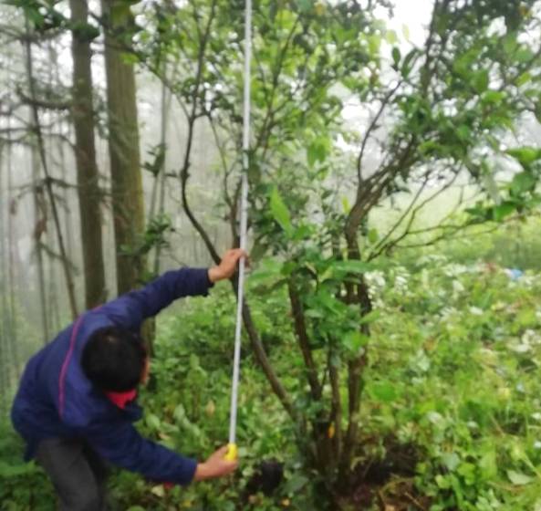 关于新化古茶树：金凤竹林大叶50厘米母树再现的热门资讯(13)