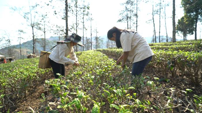 关于春茶抢“鲜”一步，普洱各地“明前茶”开采的热门信息(17)