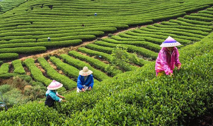 有关于为湖北茶产业未来发展把脉，重点都在这里的热门新闻(7)