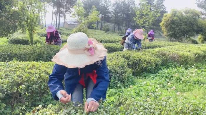 关于孝昌陡山安店村:春茶吐“新芽”,绿了荒山富了民!的资讯(2)