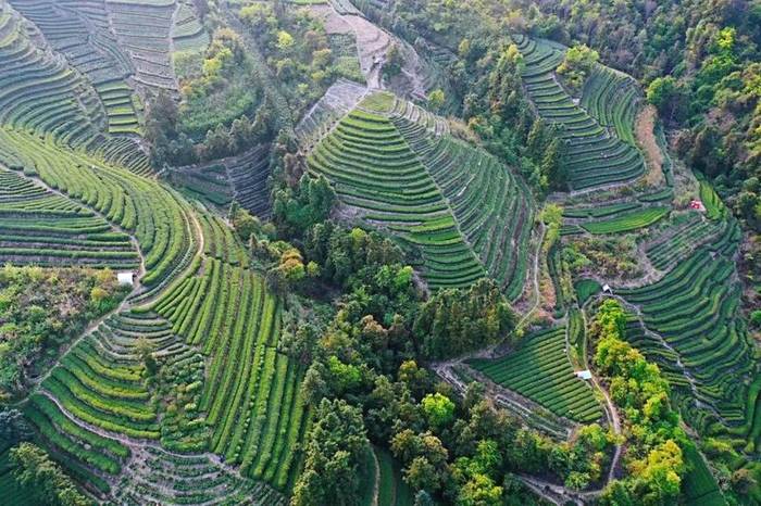 有关于中国白茶特色小镇的产业振兴路：质量立茶 绿色兴茶 品牌强茶的最新资讯