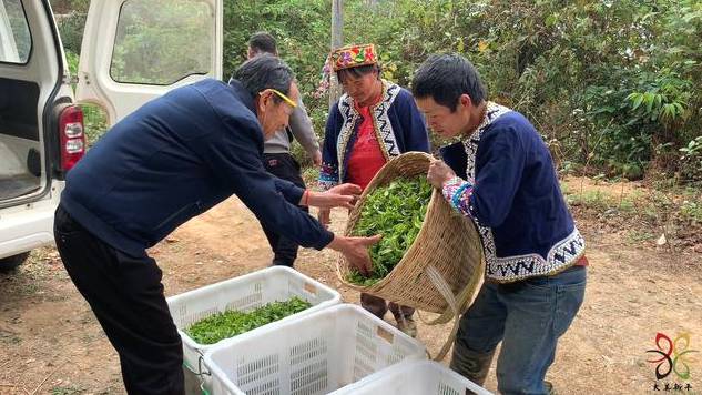 关于云南新平：双手采茶迎丰收舞出致富“黄金叶”的资讯(2)