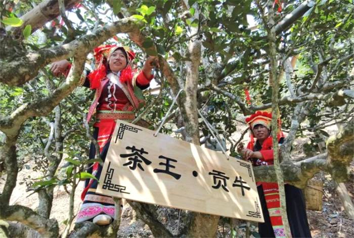 关于““锦秀茶尊”保护性开采”“中国茶叶区域公用品牌价值评估”“茶王“贡牛”1.2万/kg的最新信息(1)