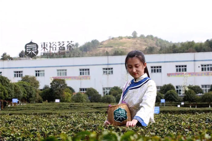 关于陕西东裕汉中仙毫今日开采 拉开陕西春茶上市序幕的热门新闻