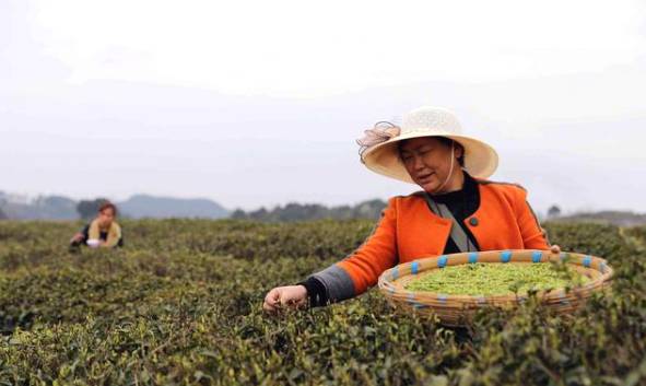 有关于黔西谷里镇：茶园每天能出新鲜茶青上百斤的资讯