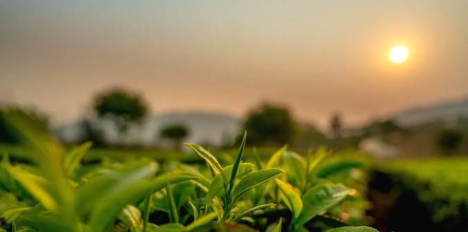 关于三月春光好采茶 宁洱20余万亩现代生态茶园进入采摘期的最新信息(11)