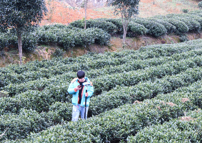 有关于|遵义茶业集团凤冈出口茶产业基地建设项目正式启动土地征拆工作的热门信息(1)