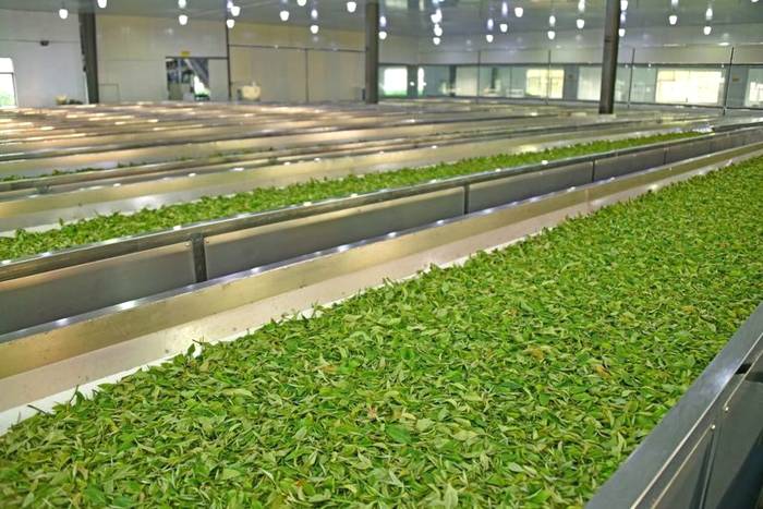 关于茶情报携手英德红茶品牌【盈德茗】，谱写有机茶新篇章的最新消息(2)