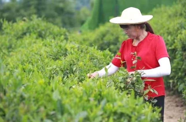 有关于第二届陕西网上茶博会走进平利：赏乡村美景 品安康富硒茶的信息