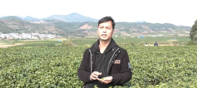 关于象州县妙皇乡思高村委古琶村茶园正式开采的热门新闻(2)