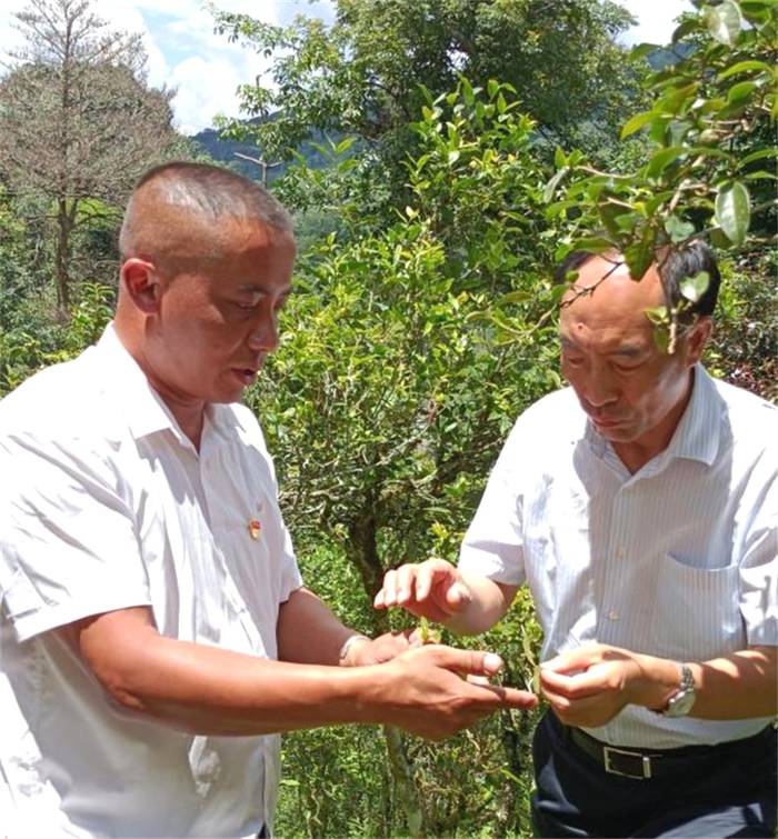 有关于“茶叶庞大产能”“精美包装对普洱茶有益”“茶叶炒作突然暴雷”的资讯(3)