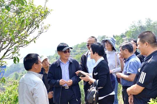 关于国内茶叶专家到云县漫湾镇白莺山古茶园进行科学考察的热门信息(9)